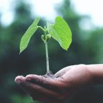 Sustainability - Person Holding A Green Plant