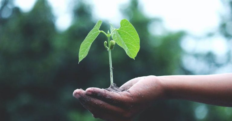Sustainability - Person Holding A Green Plant