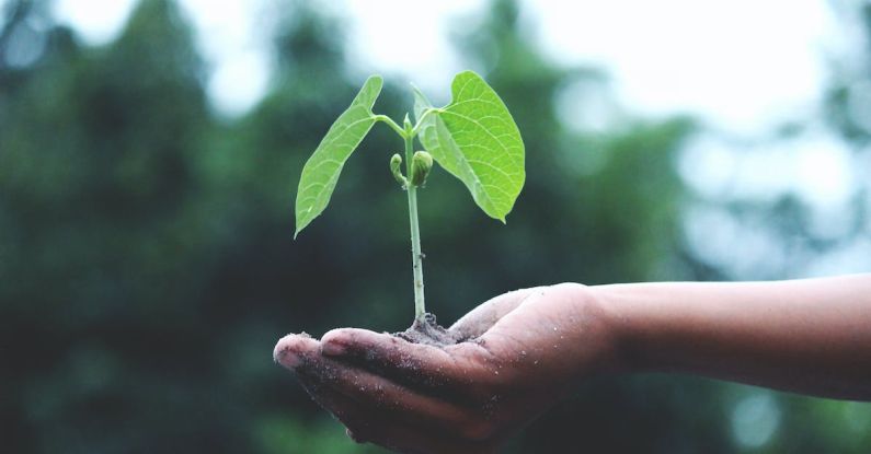 Sustainability - Person Holding A Green Plant